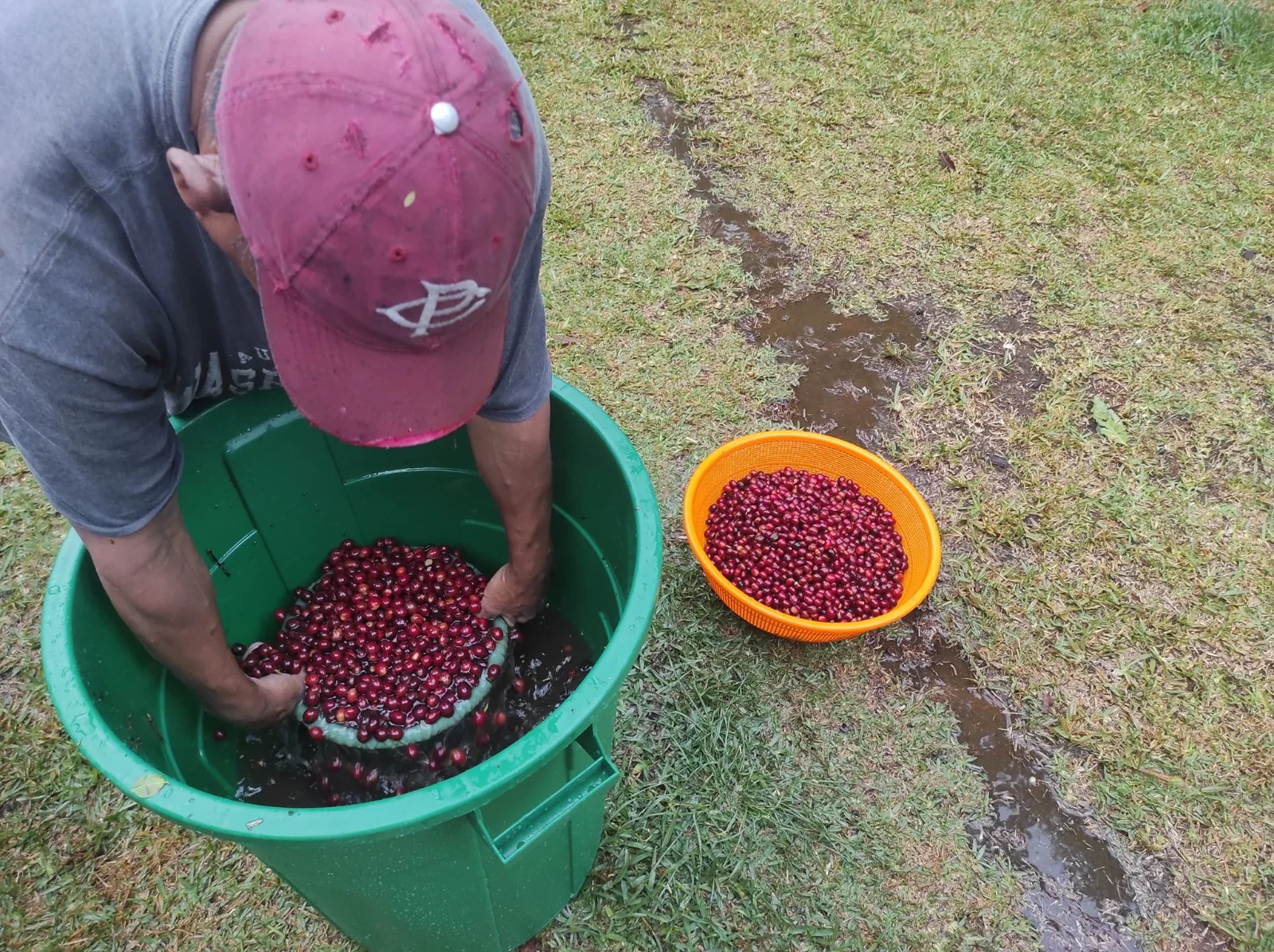 Cerezas de café cosechadas