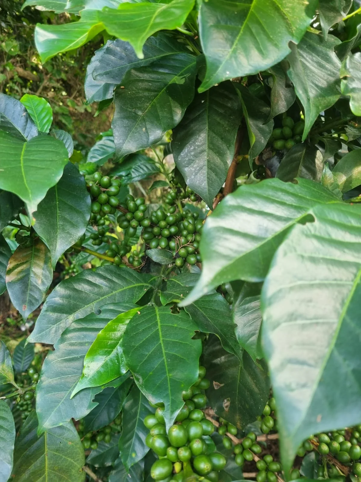 Ramas de café durante su cultivo en la finca