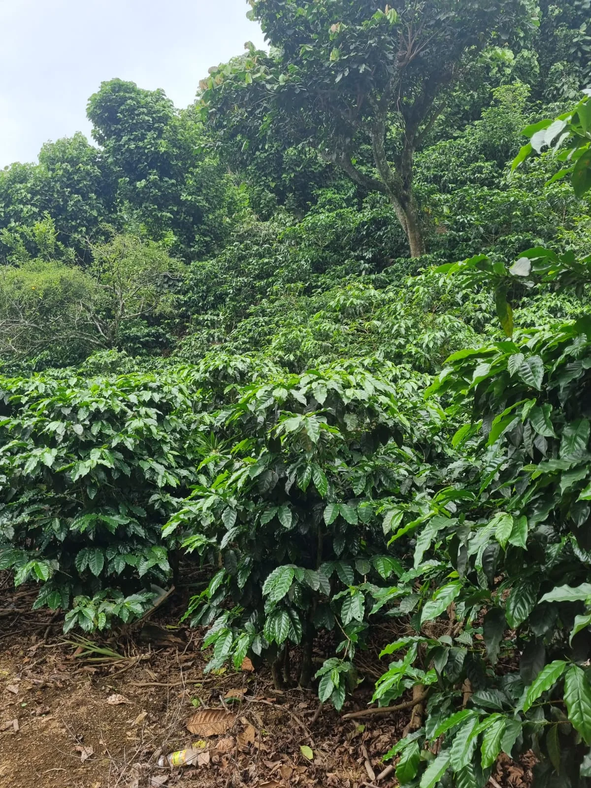 Cultivo de café en la finca