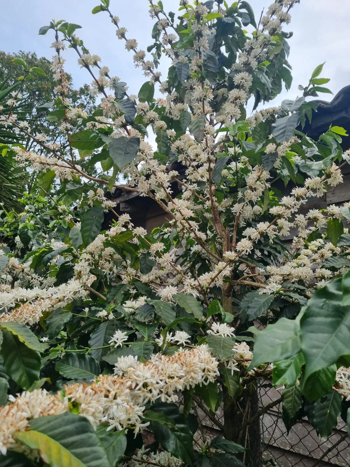 Flores blancas de la planta de café
