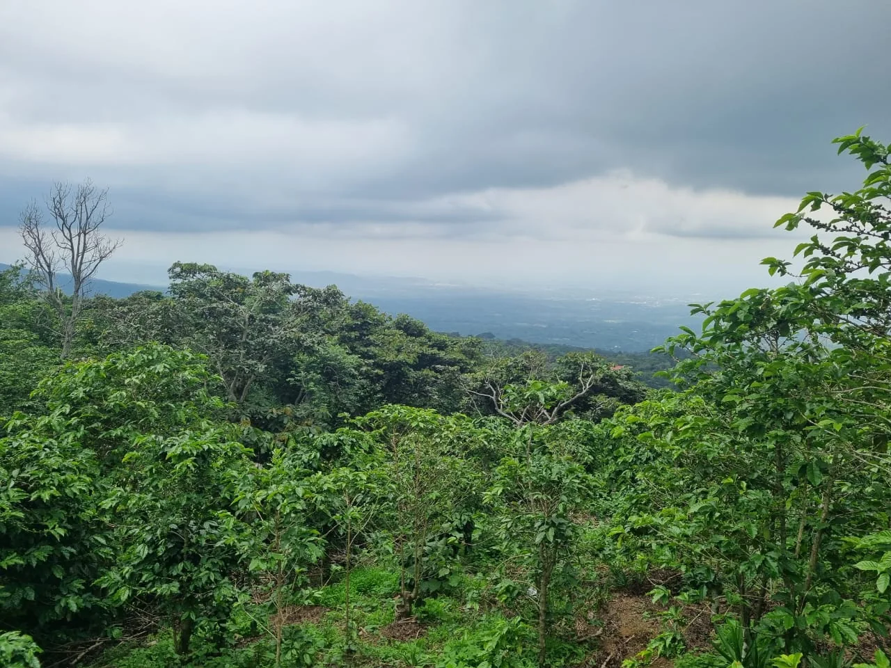Paisaje montañoso y vegetación de la zona cafetalera